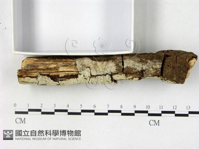 絲齒菌屬藏品圖，第3張