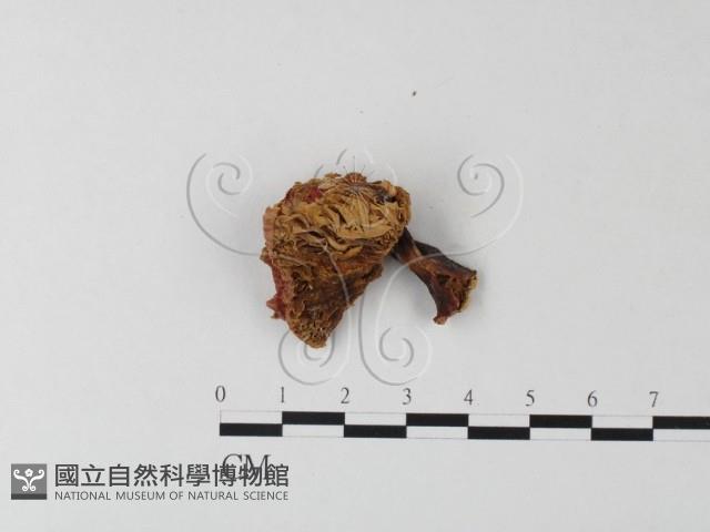 紅菇屬藏品圖，第3張
