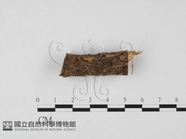 小菇屬藏品圖，第3張