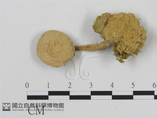 登錄號:F0009711藏品圖，第3張