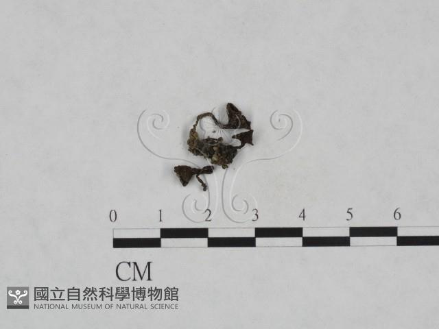 登錄號:F0023711藏品圖，第3張