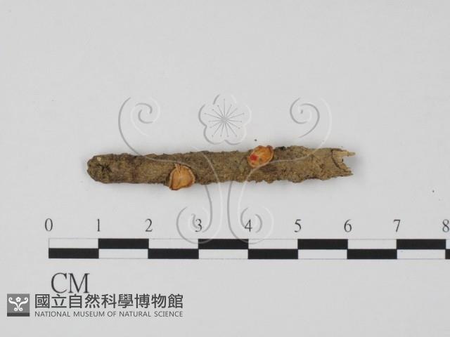 登錄號:F0003711藏品圖，第3張