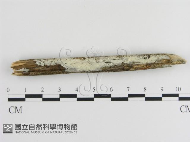 登錄號:F0020511藏品圖，第3張