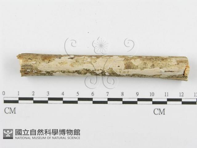 登錄號:F0000511藏品圖，第3張