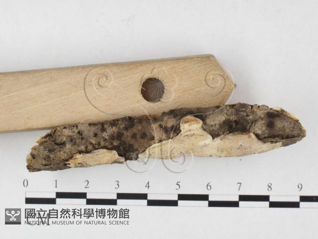 骨皮菌屬藏品圖，第3張