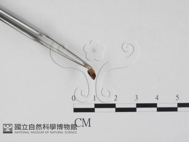 登錄號:F0011511藏品圖，第3張