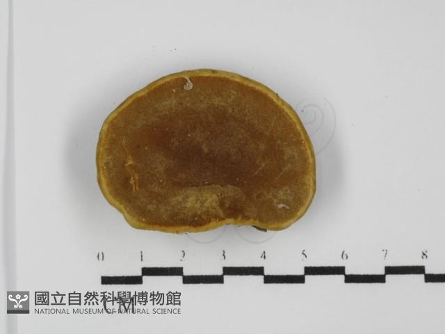 登錄號:F0031511藏品圖，第3張