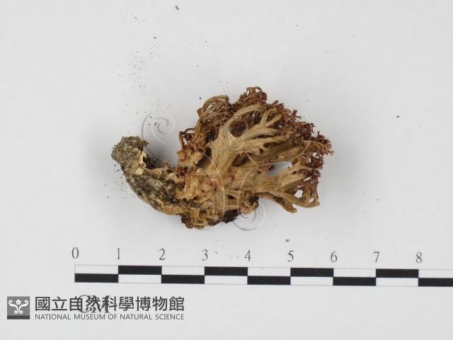 登錄號:F0024511藏品圖，第3張