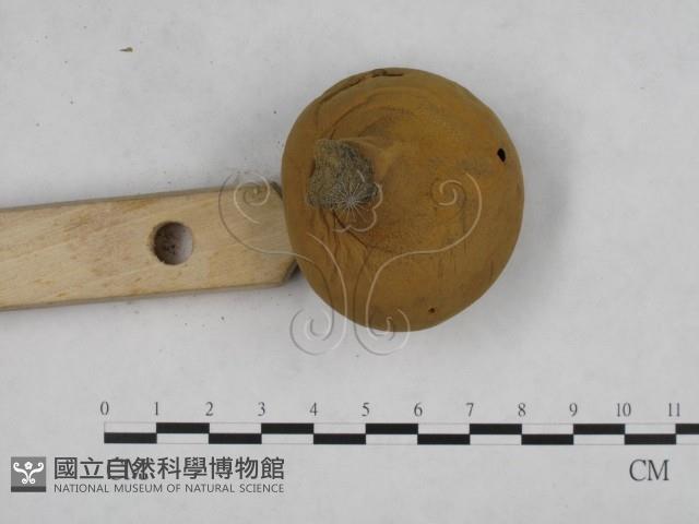 頭狀禿馬勃藏品圖，第3張