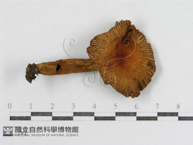 登錄號:F0012511藏品圖，第3張