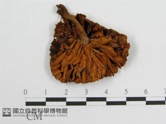 登錄號:F0007511藏品圖，第3張