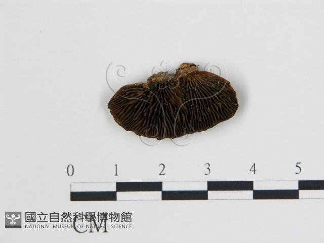 登錄號:F0017511藏品圖，第1張
