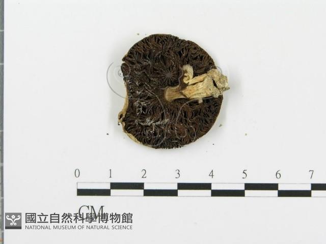 四孢蘑菇藏品圖，第3張