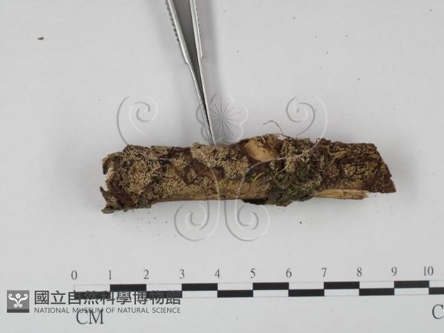 登錄號:F0015511藏品圖，第3張