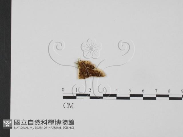 登錄號:F0009511藏品圖，第3張