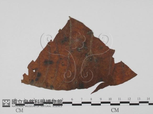 登錄號:F0019511藏品圖，第3張
