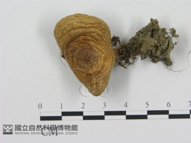 登錄號:F0003511藏品圖，第3張