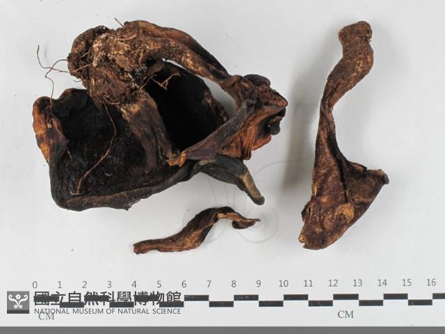 登錄號:F0033511藏品圖，第3張