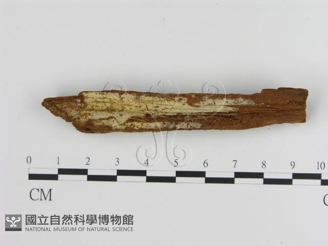 絲皮菌屬藏品圖，第3張