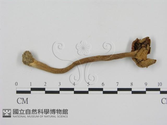 登錄號:F0010111藏品圖，第3張