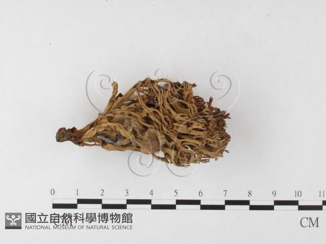 登錄號:F0026111藏品圖，第3張