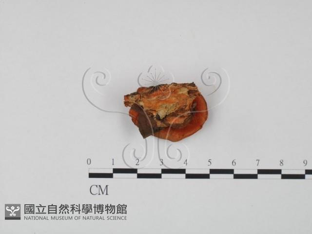 血紅密孔菌藏品圖，第3張