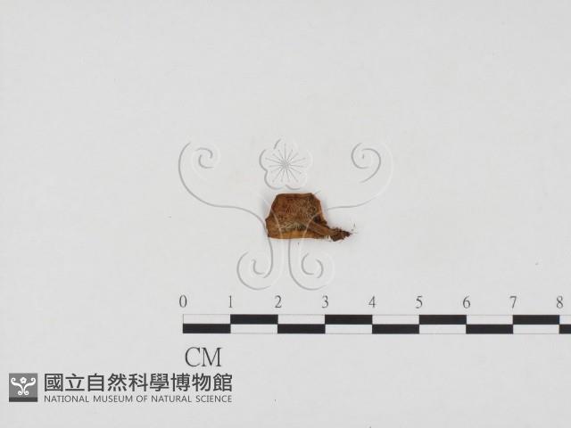 登錄號:F0024111藏品圖，第3張