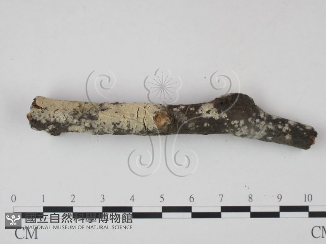 登錄號:F0022111藏品圖，第3張
