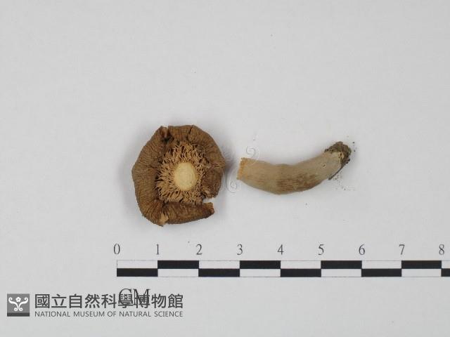 紅菇屬藏品圖，第3張