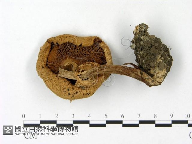 登錄號:F0023111藏品圖，第3張