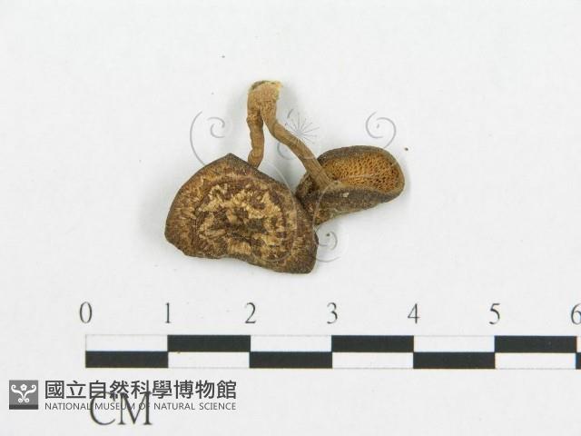 登錄號:F0003111藏品圖，第3張