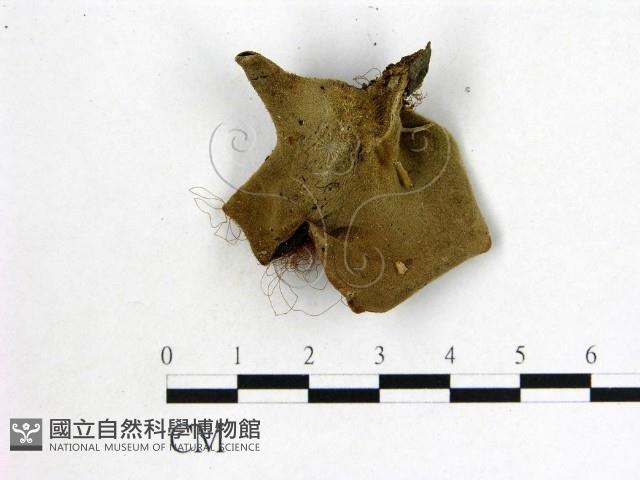 毛木耳藏品圖，第3張