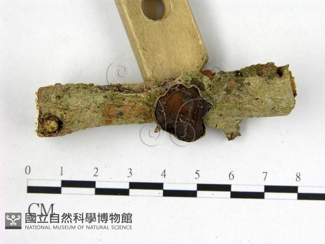 毛木耳藏品圖，第3張
