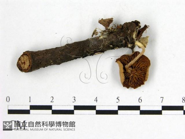 登錄號:F0016011藏品圖，第3張