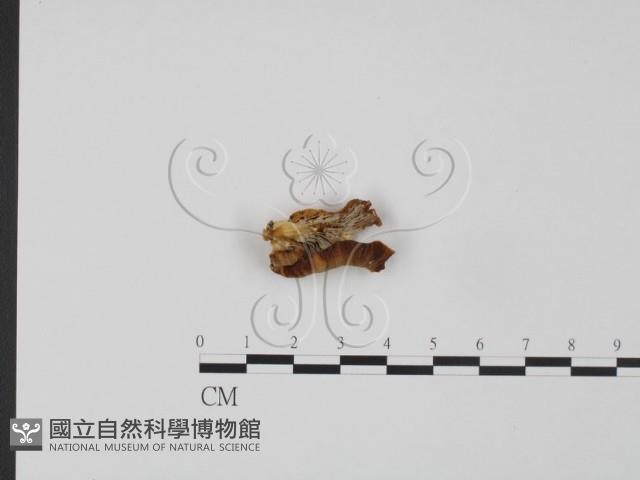 登錄號:F0021011藏品圖，第3張
