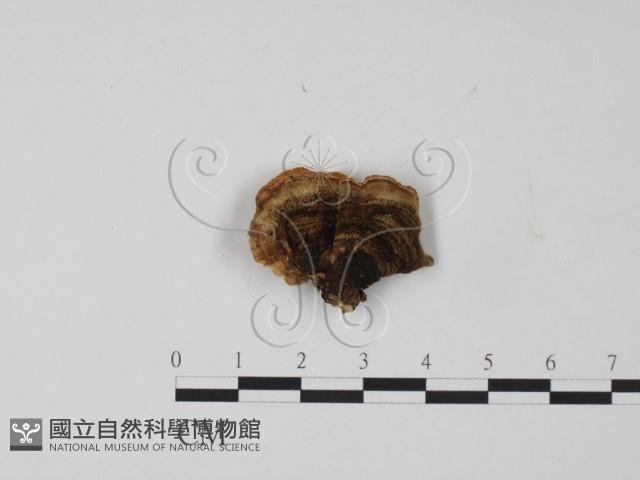 韌革菌屬藏品圖，第3張