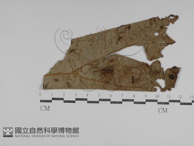 登錄號:F0031011藏品圖，第1張