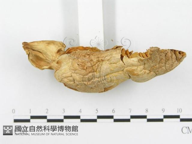 登錄號:F0014011藏品圖，第3張