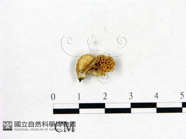 登錄號:F0002011藏品圖，第3張