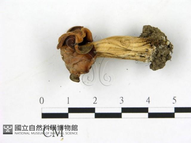 登錄號:F0017011藏品圖，第3張