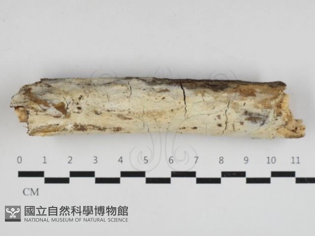 登錄號:F0033011藏品圖，第3張