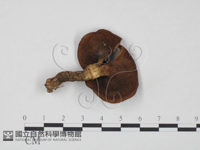 登錄號:F0020311藏品圖，第3張