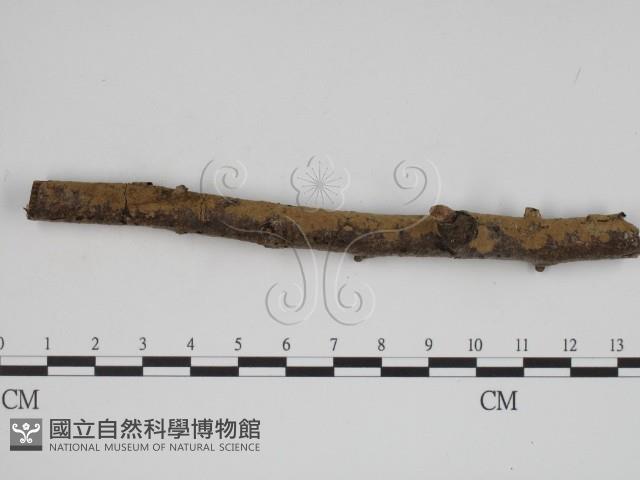 登錄號:F0000311藏品圖，第3張