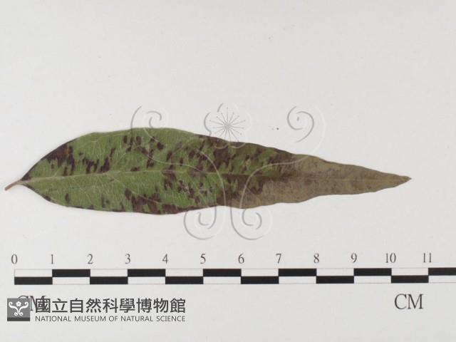 登錄號:F0026311藏品圖，第1張