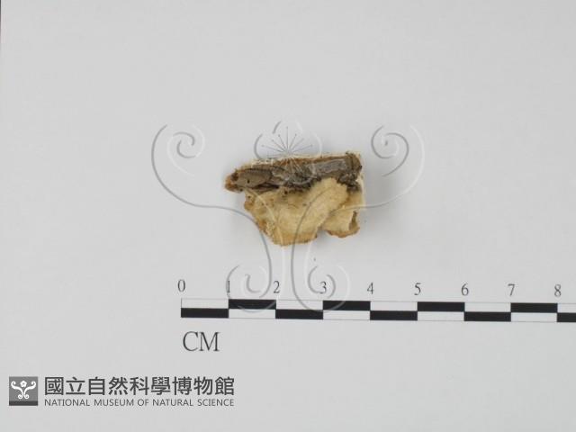 登錄號:F0006311藏品圖，第1張