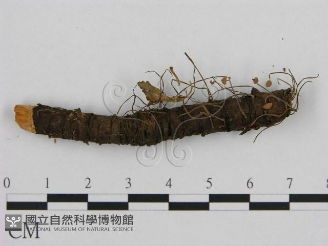 小皮傘屬藏品圖，第3張