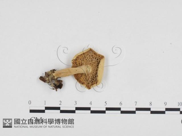 登錄號:F0024311藏品圖，第3張