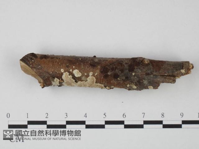 登錄號:F0004311藏品圖，第3張