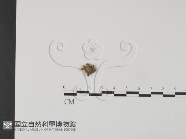 裂褶菌藏品圖，第3張