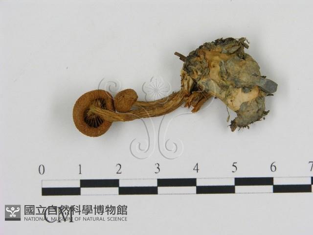 登錄號:F0002311藏品圖，第3張